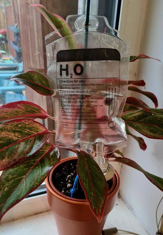 IV Bag Self-Watering Device