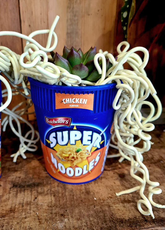Super Noodle Planter