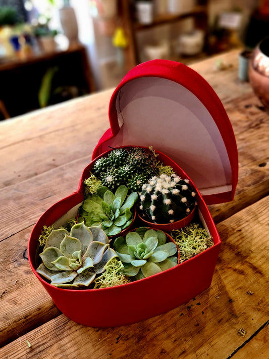 Succulent Mix in Velvet Heart Box