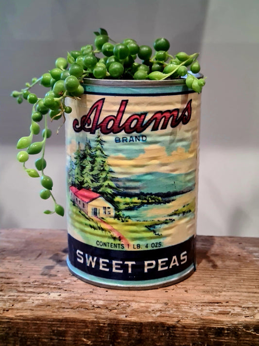 String of Pearls in Vintage Tin