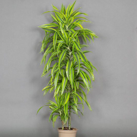 Dracaena 'Lemon Lime'