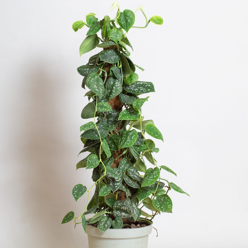 Satin Pothos on Moss Pole