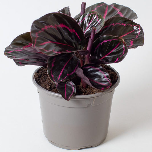 Calathea Dottie