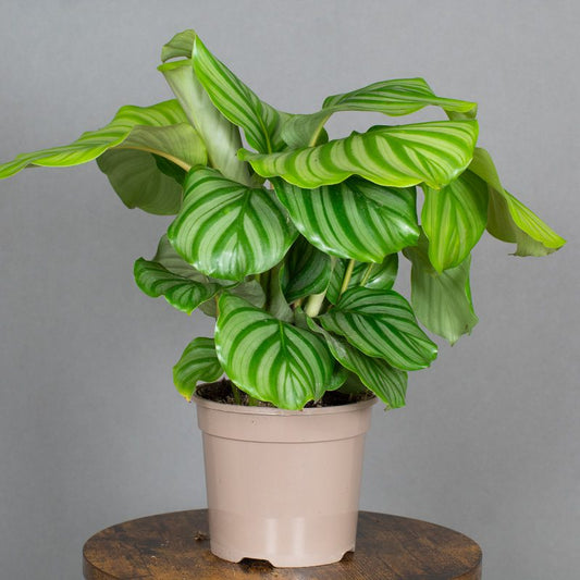 Calathea Orbitofolia