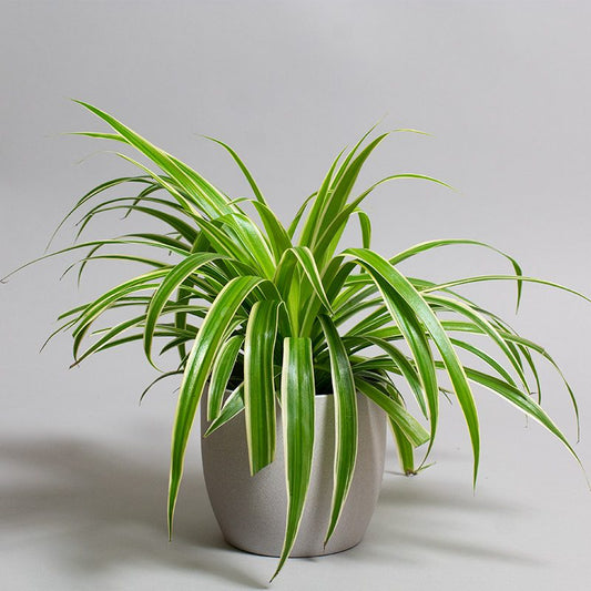 Spider Plant