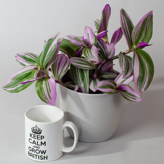 Tradescantia Nanouk