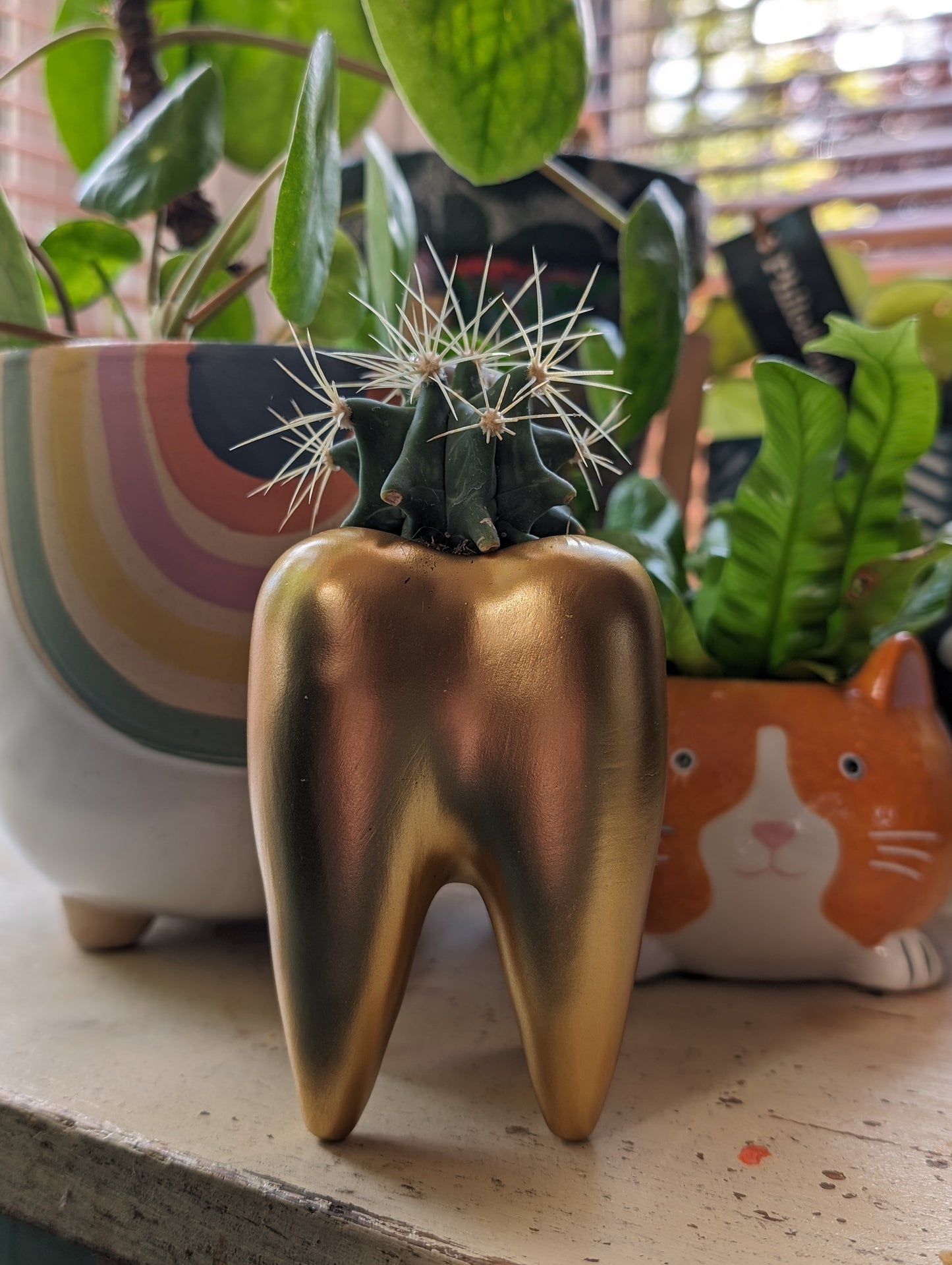 Molar Shaped Succulent Pot