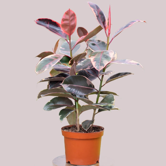 Ruby Rubber Tree