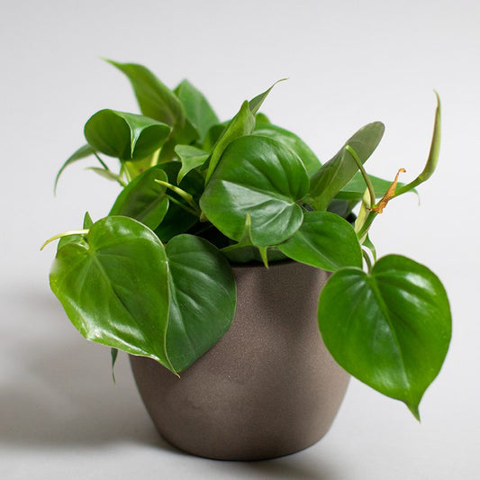Heart Leaf Philodendron