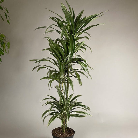 Dracaena Warnecki