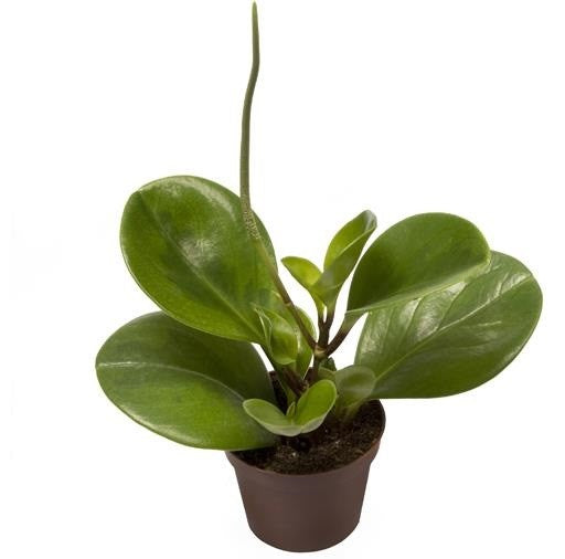 Baby Rubber Tree Plant