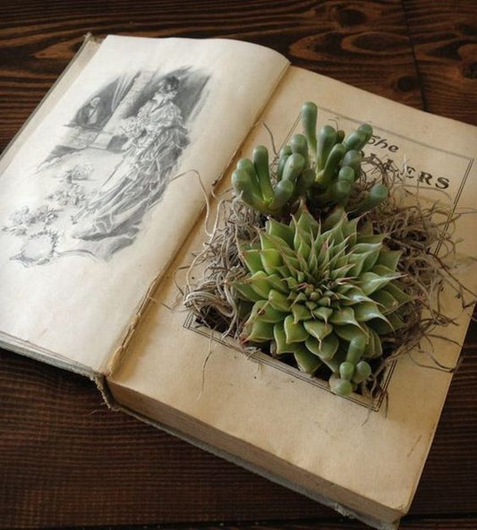 Book Succulent Planter Workshop