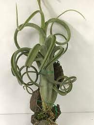 Air Plant (Intermedia)