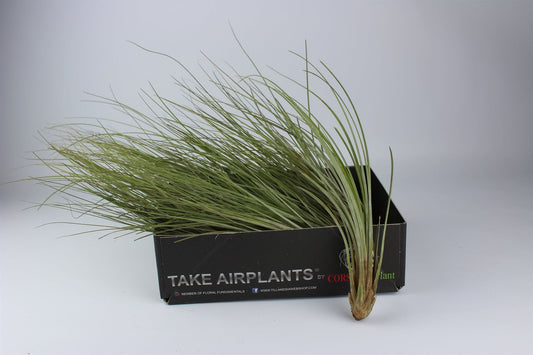 Air Plant (juncea)