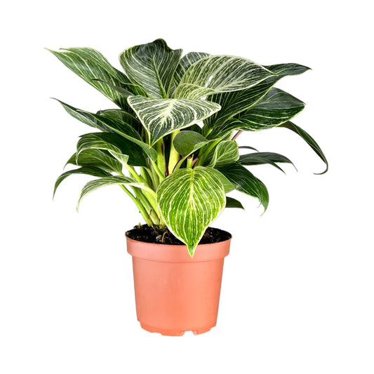 Philodendron Zebra