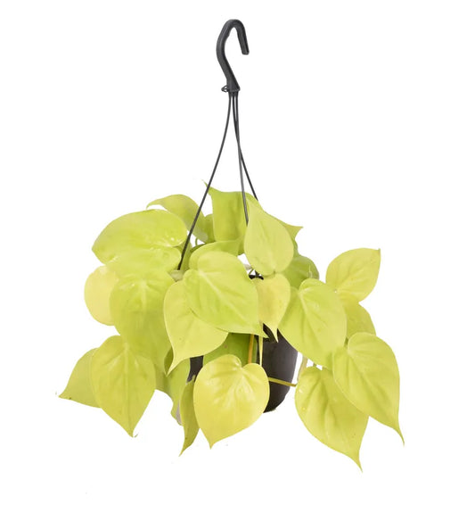 Lime Heart Leaf Philodendron