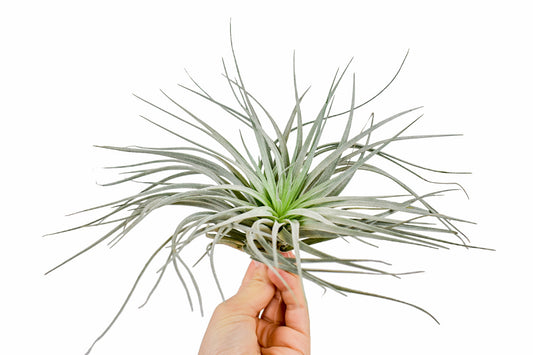 Air Plant (Super Silver)