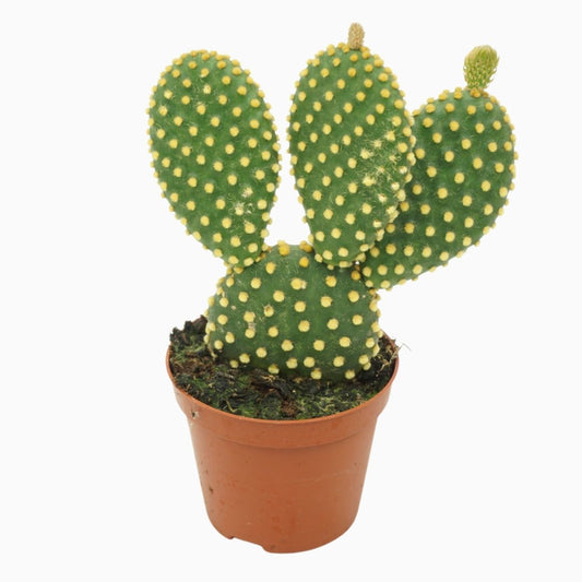 Bunny Ear Cactus