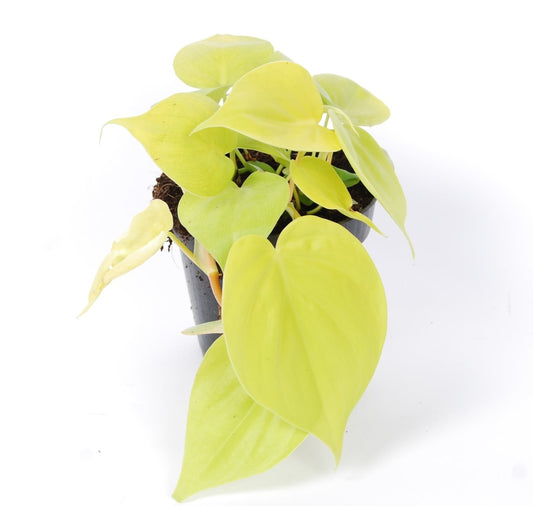 Lime Heart Leaf Philodendron