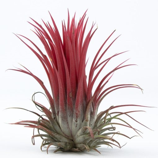 Air Plant (red)